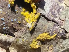 Oligonema affine thumbnail 3