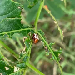 Sumac Flea Beetle thumbnail 3