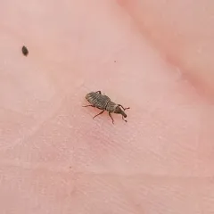 American Billbug Weevil thumbnail 4