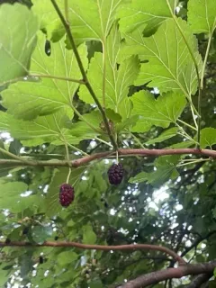 black mulberry thumbnail 2