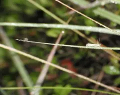 Platytes Moth thumbnail 3
