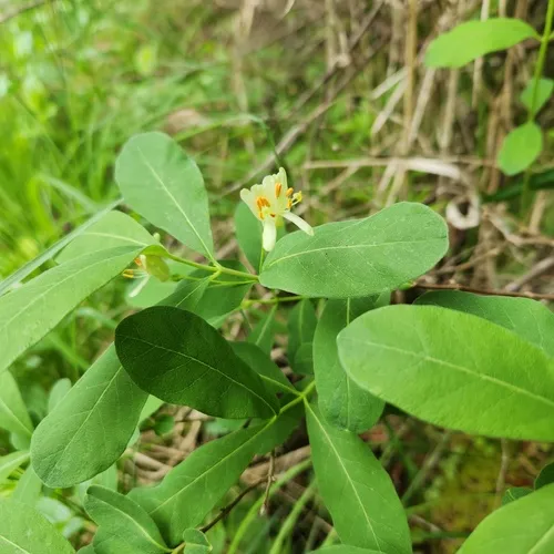 swamp fly honeysuckle