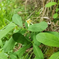 swamp fly honeysuckle thumbnail 1