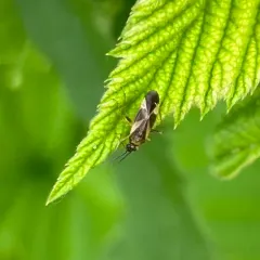 Obscure Plant Bug thumbnail 3