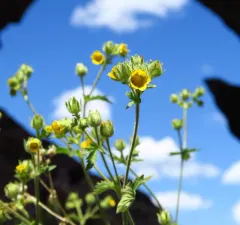 John Day cinquefoil thumbnail 4