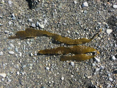 Net-of-Cords Kelp