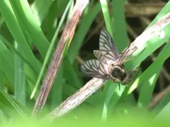 Chrysopilus foedus thumbnail 1
