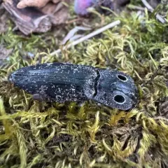 Western Eyed Click Beetle thumbnail 2