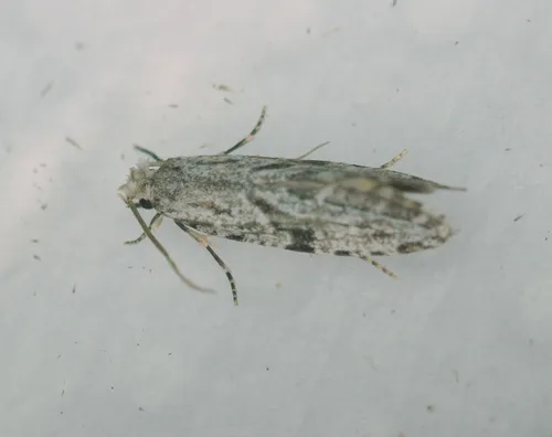 Nemapogon acapnopennella