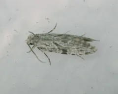 Nemapogon acapnopennella thumbnail 1