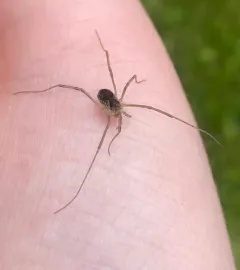 Saddleback Harvestman thumbnail 4