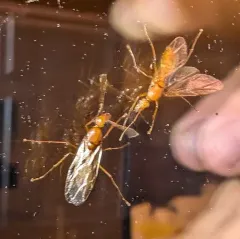 Chestnut Carpenter Ant thumbnail 3