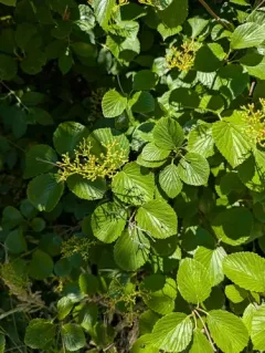 Viburnum venosum thumbnail 2