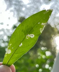 Mantura floridana thumbnail 4