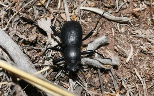 Coelocnemis punctata