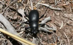 Coelocnemis punctata thumbnail 1
