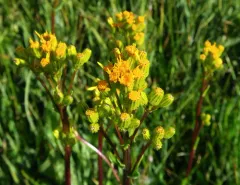 sweet marsh ragwort thumbnail 4