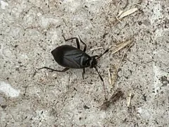 black plant bug thumbnail 2
