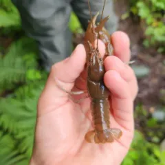 Big Water Crayfish thumbnail 2