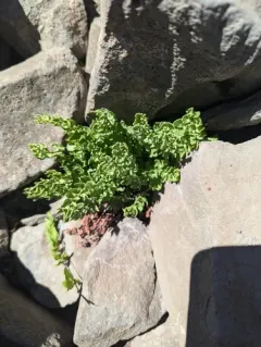 Brewer's cliffbrake thumbnail 3