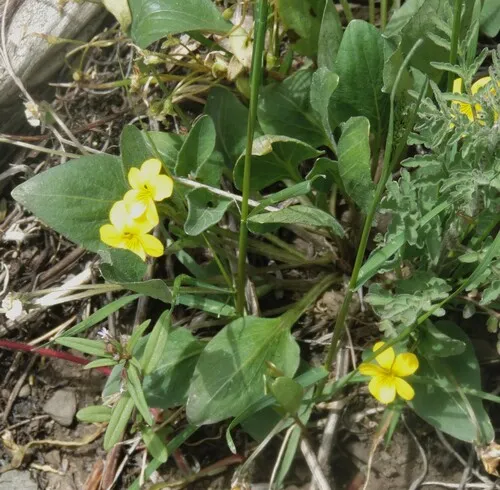 Valley Violet