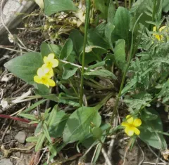 Valley Violet thumbnail 1