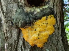 Amaurochaete atra thumbnail 2