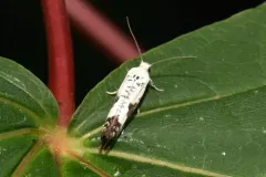Ash Bud Moth thumbnail 3