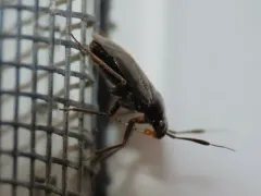 black plant bug thumbnail 3