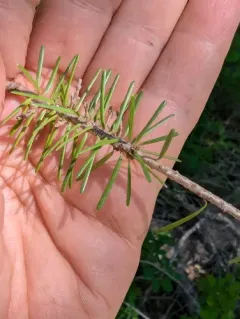 Douglas-Fir Dwarf-Mistletoe thumbnail 4