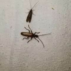Discolored Long-horned Beetle thumbnail 2