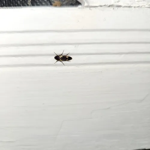 Blurry-spotted False Darkling Beetle