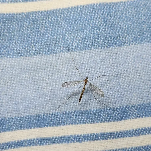 Elephantomyia westwoodi
