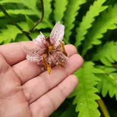 Martagon Lily thumbnail 2