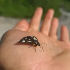 MacCulloch's Forester Moth thumbnail 2
