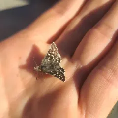 Two-banded Checkered-Skipper thumbnail 4