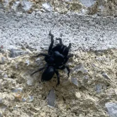 Black Purseweb Spider thumbnail 4