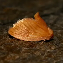 Early Button Slug Moth thumbnail 3