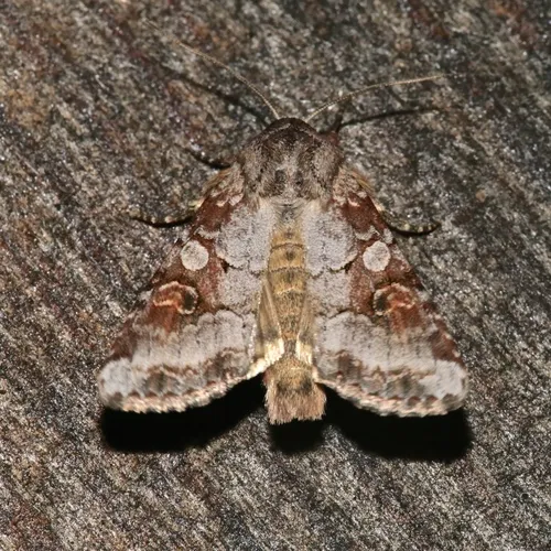 Striped Garden Caterpillar Moth