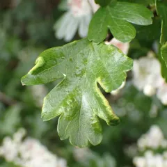 Phyllocoptes goniothorax thumbnail 1