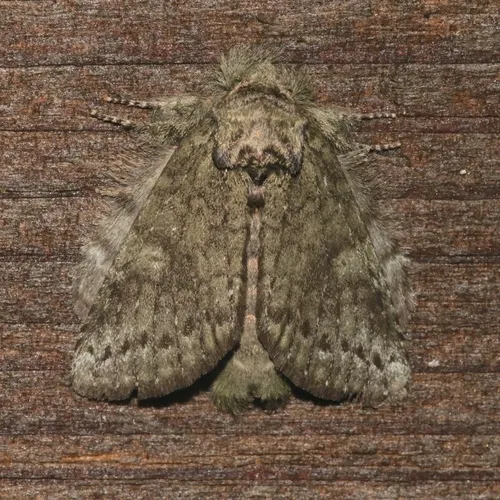 Saddled Prominent