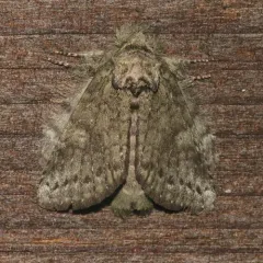 Saddled Prominent thumbnail 1