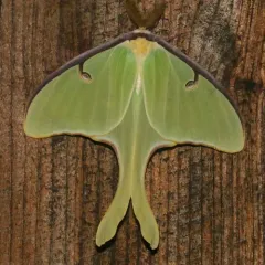 North American Luna Moth thumbnail 1