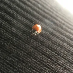Two-spotted Lady Beetle thumbnail 2