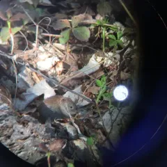 Southern Red-backed Vole thumbnail 2