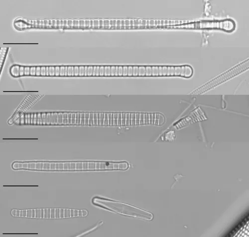 Diatoma tenuis
