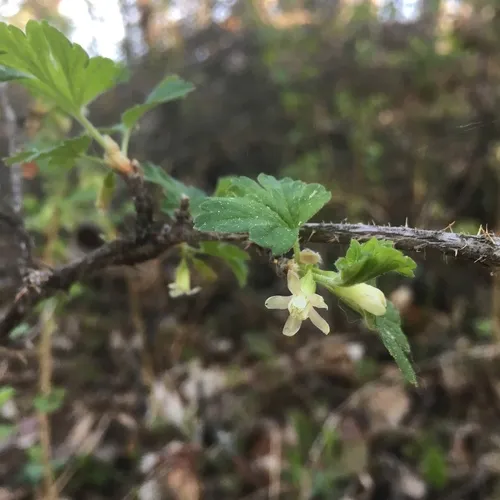 Canadian gooseberry