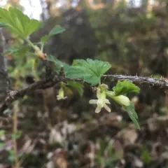 Canadian gooseberry thumbnail 1
