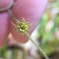 naked bishop's cap thumbnail 2