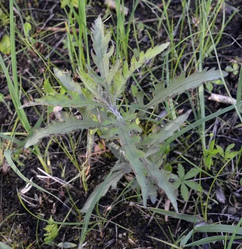 large-flowered false foxglove